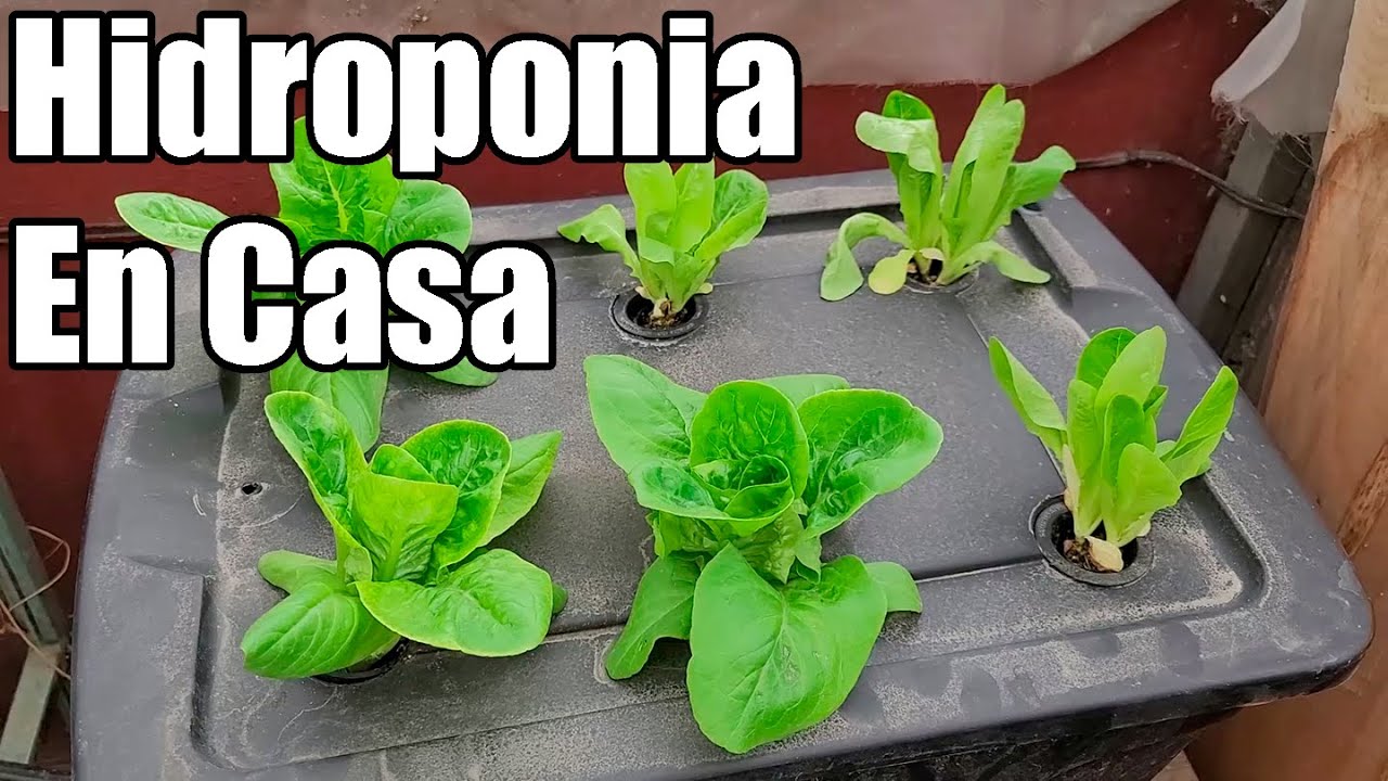 Hidroponia en casa || hidroponia para principiantes || Como cultivar Lechuga Orejona || Bananafabric