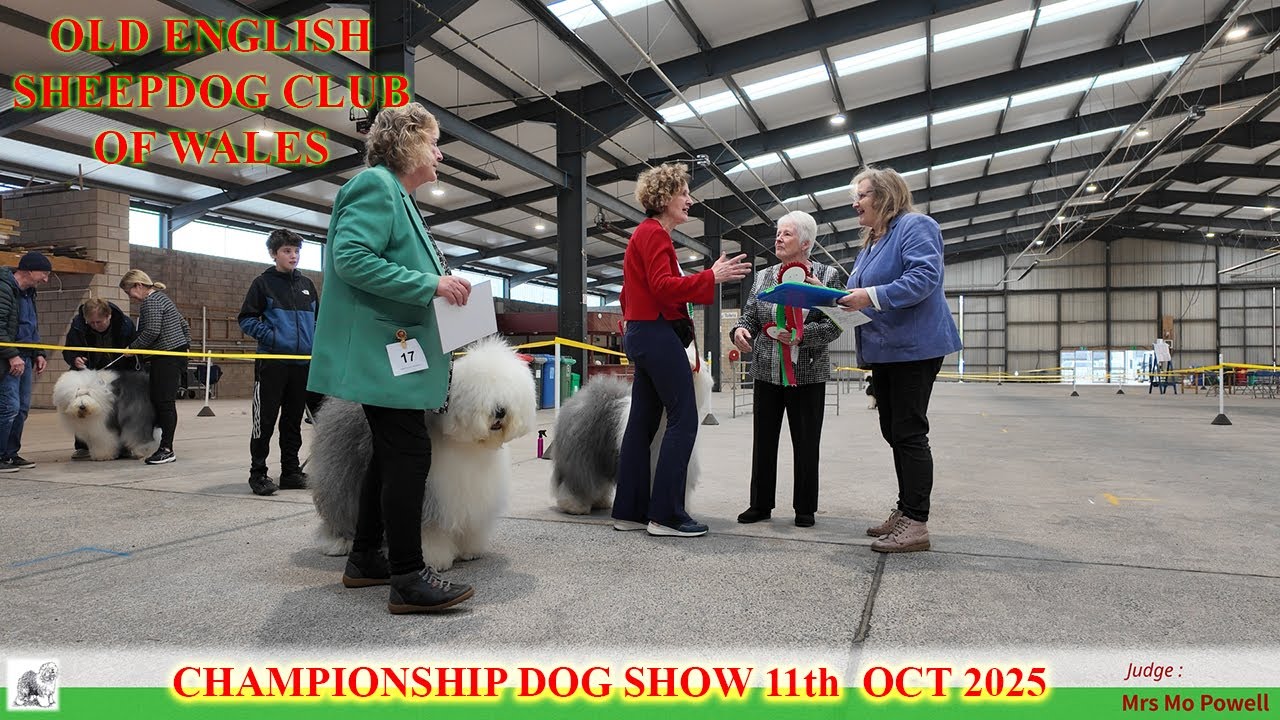 Applejem   Old English Sheepdog Club of Wales   Championship Show   11102025
