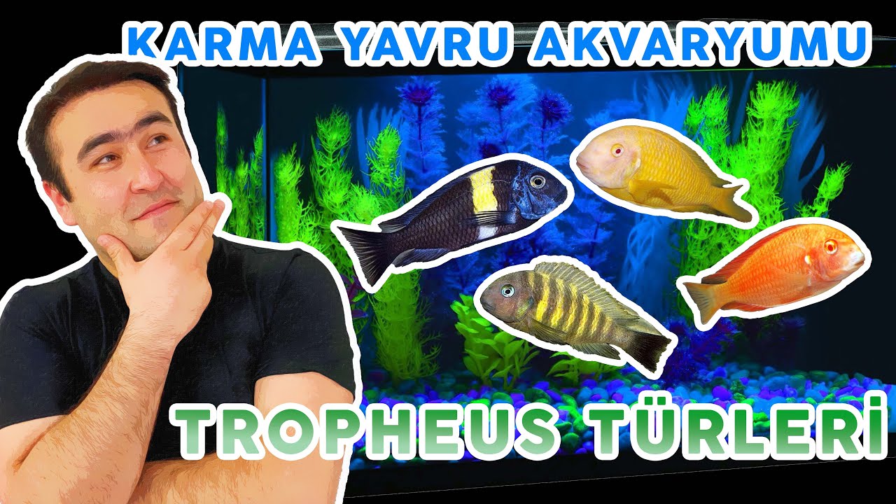 BU BALIKLAR MALİYETİNİ 4 KATINI KAZANDIRACAK (Tropheus Yavruları Karma Akvaryumu) #akvaryum