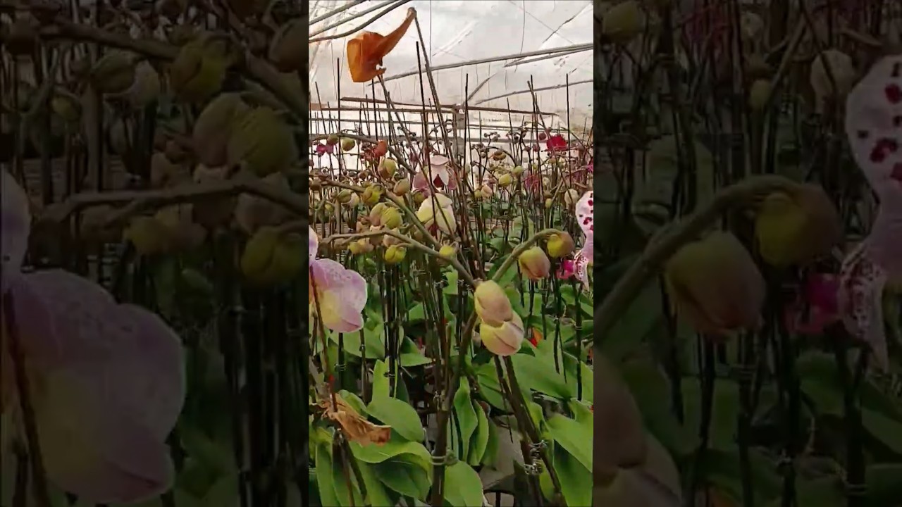 Orchids in buds. #orquidias #orchids #florasrevelry