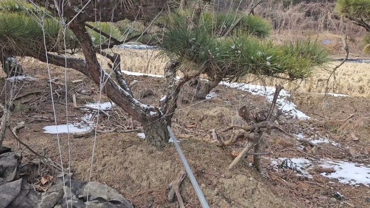 예쁜소나무 만들기 2일차 growing pine trees