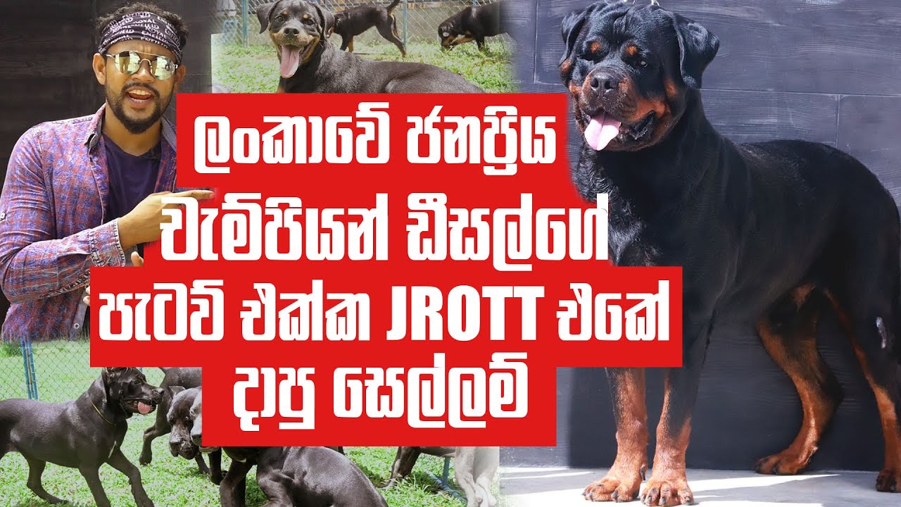 ලංකාවම දන්න චැම්පියන් ඩීසල්ගේ පැටව් එක්ක JROTT එකේ දාපු සෙල්ලම් | Pet Talk | JROTT KENNELS