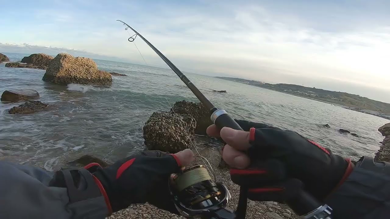 Alla ricerca della Spigola