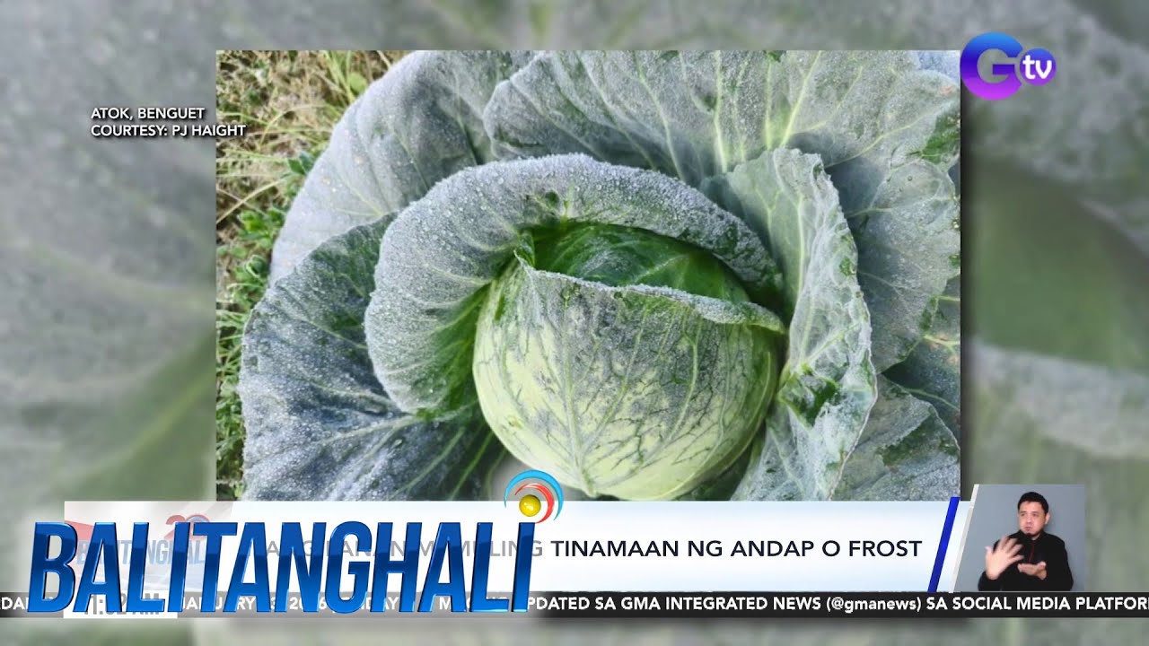 Ilang pananim sa Benguet, muling tinamaan ng andap o frost | Balitanghali