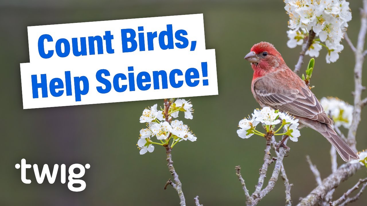 Citizen Science in Action: Birdwatching!