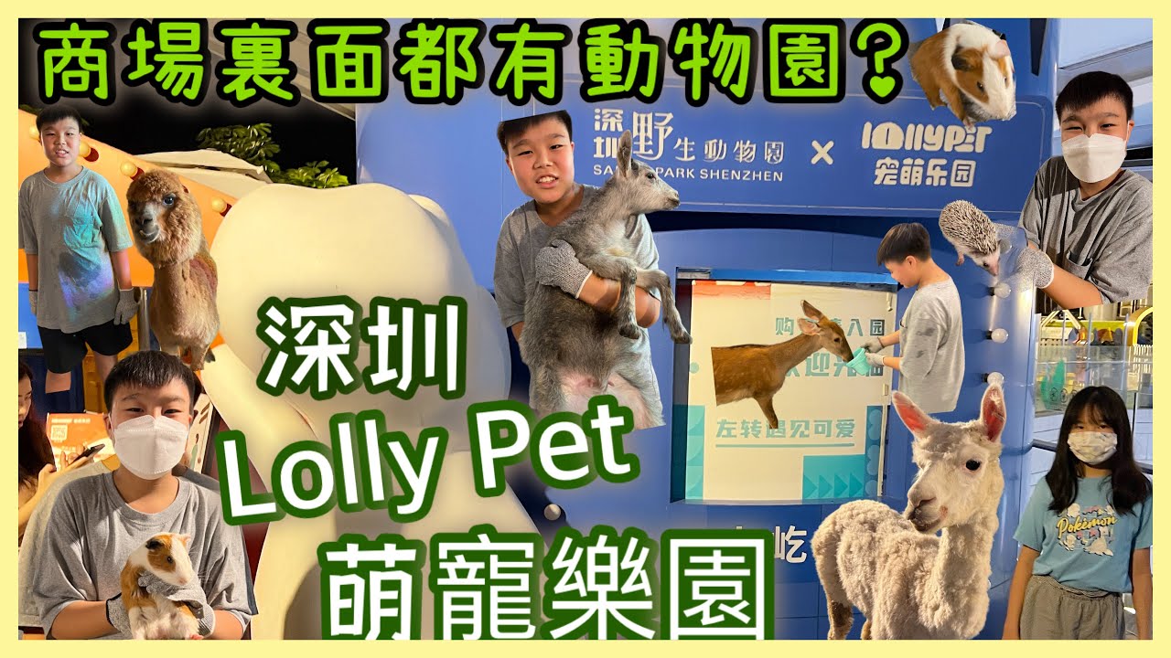 Kenson x 商場裏面都有動物園？深圳lollypet萌寵樂園遊記 ｜好多小動物好好玩呵！#深圳野生動物園  #深圳好去處 #萌寵樂園 #Lollypet #室內動物園