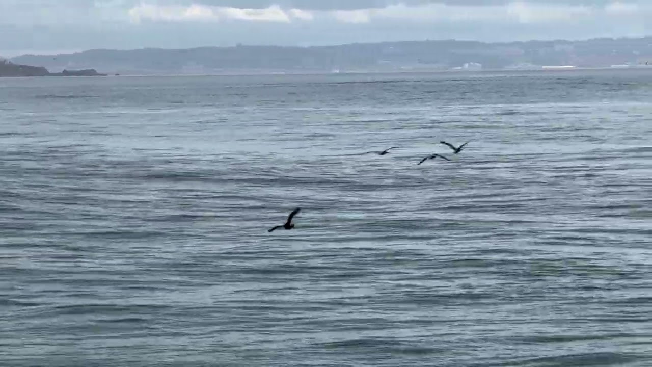 Many Pelicans Flying Between Storms@HappyShortLunch 