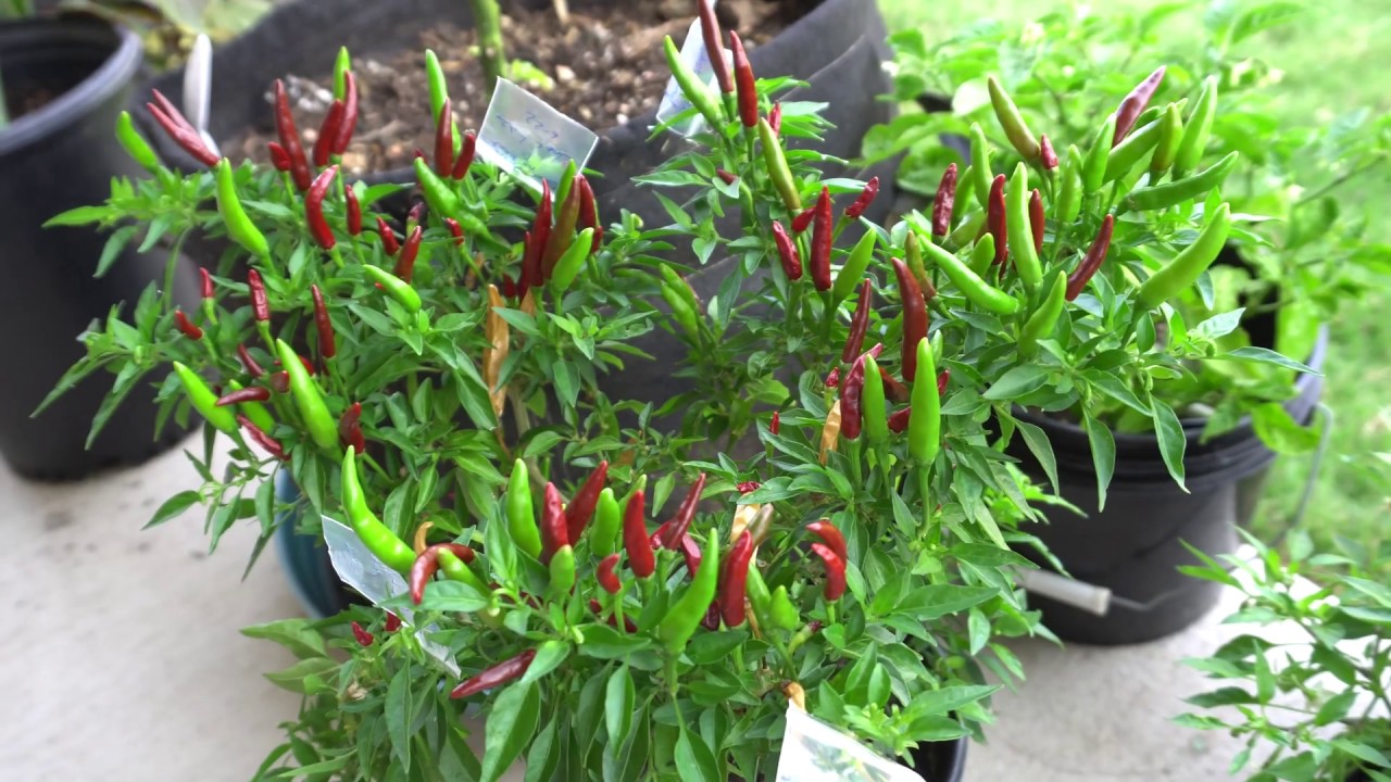Increase Your Success With Crossing Peppers Outdoors
