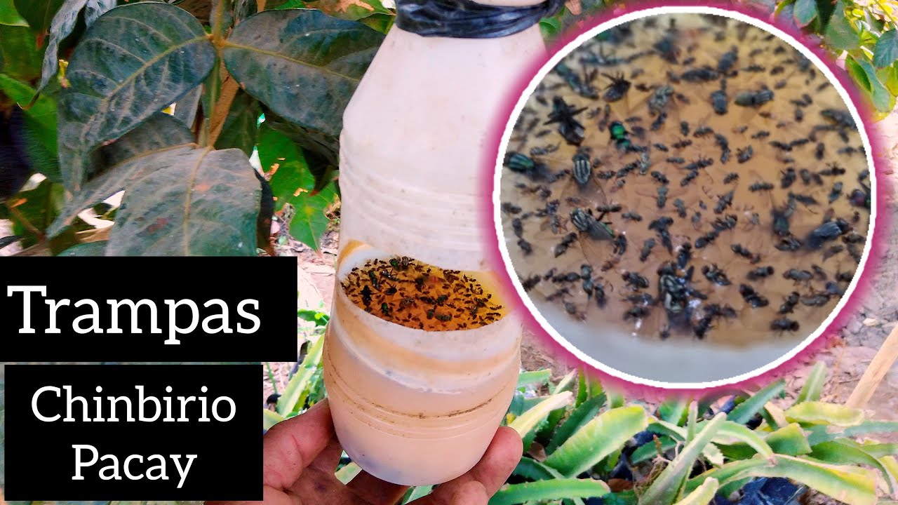 trampas para eliminar moscas de la fruta, ovario y otros / pacay chinbirio