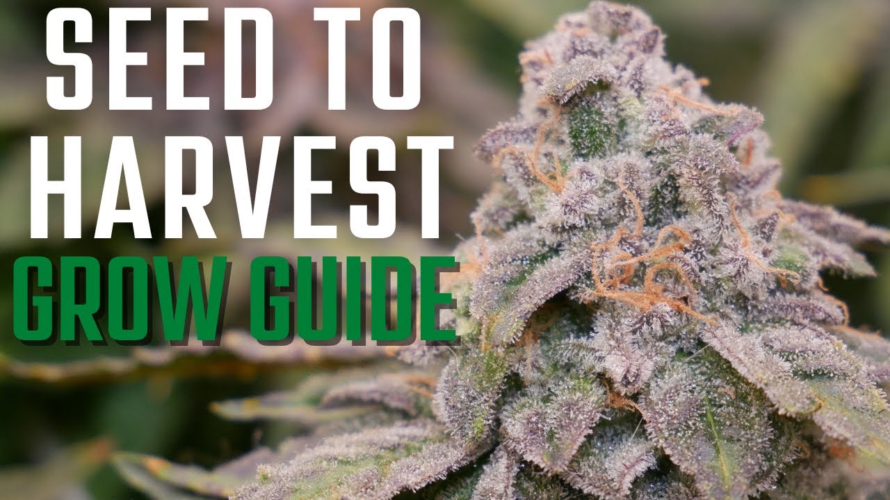 How to Grow Weed From Start to Finish | FULL Seed to Harvest in 2x2 Tent