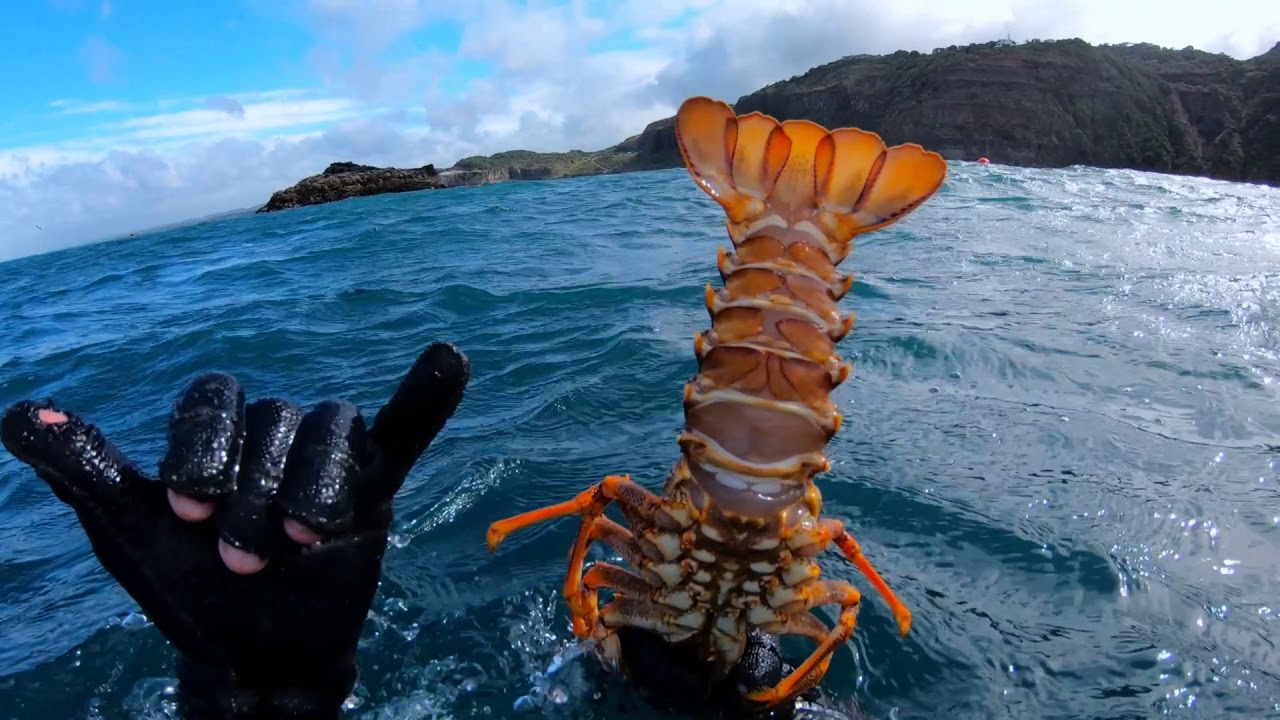 Spearfishing New Zealand's North Island 2019 [HD]