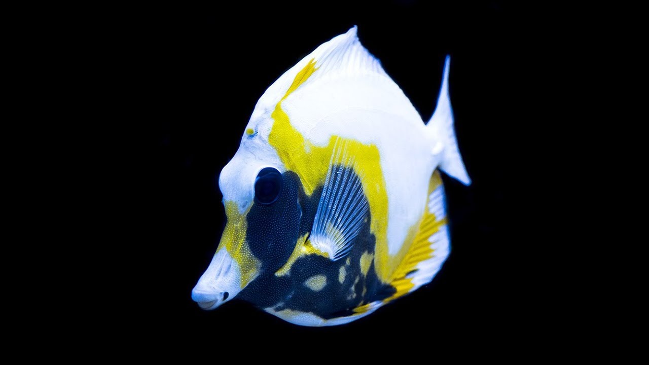 Reefs.com All about Koi / Aberrant Scopas Tang