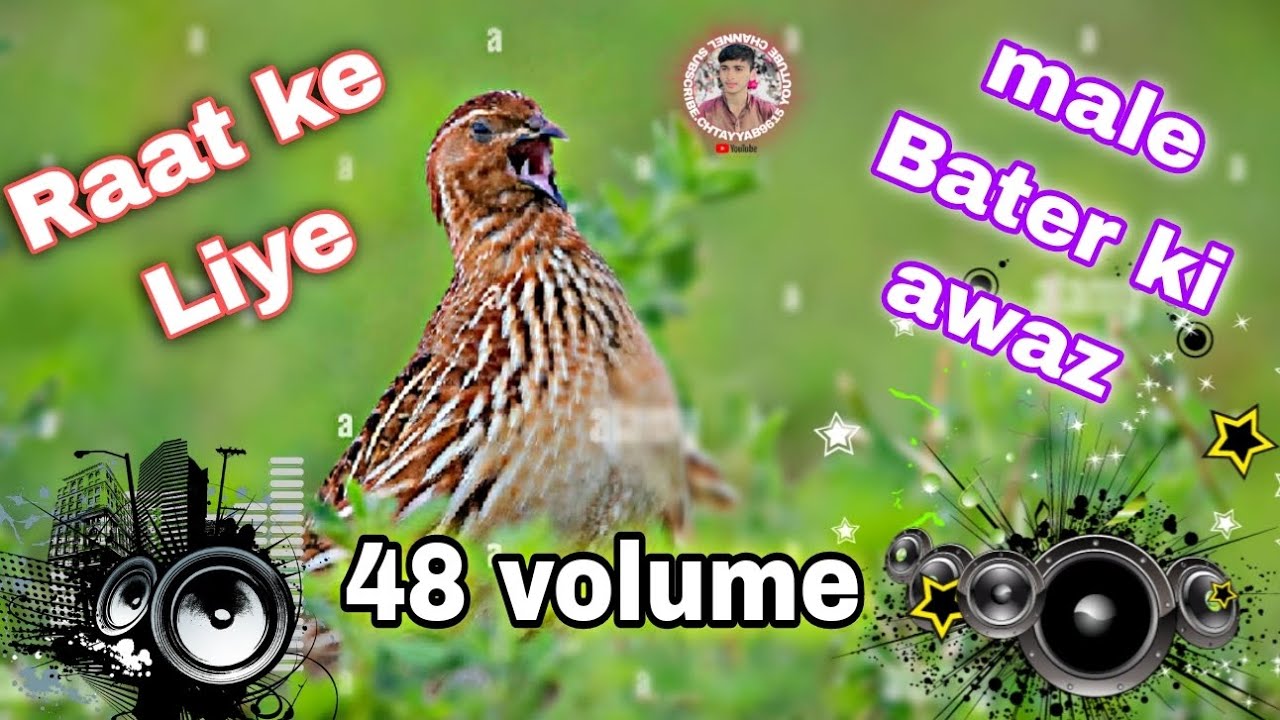 Quail Sound 1 Hours High Resolution