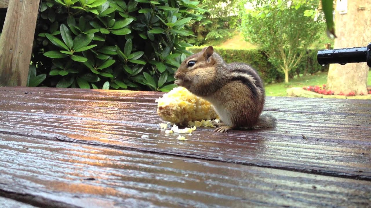 Chipmunk Eating Corn On The Cob