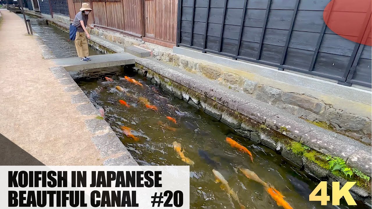 KOIFISH ARE SWIMMING IN JAPANESE BEAUTIFUL CANAL.HIDA FURUKAWA.