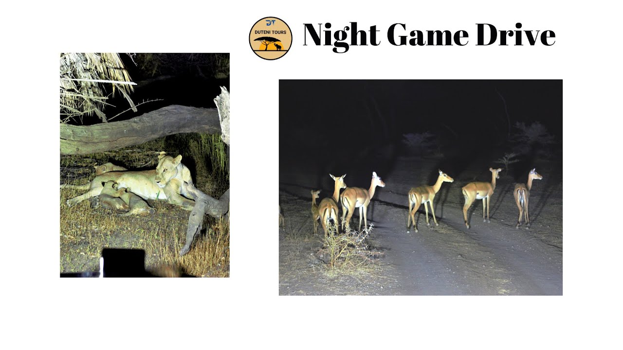 Night Game Drive at Nyerere National Park