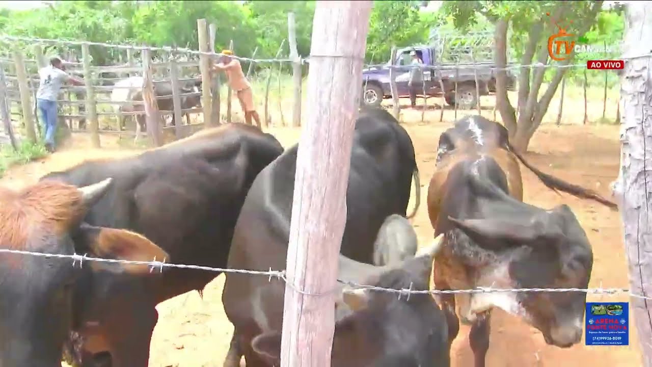 FEIRA DO GADO DE CANSANÇÃO 02/02/2026 | TV CANSANÇÃO AO VIVO