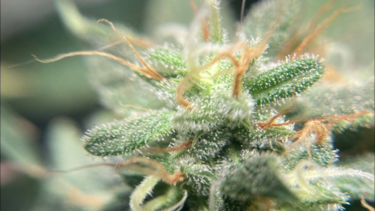 Marijuana Flower Cycle