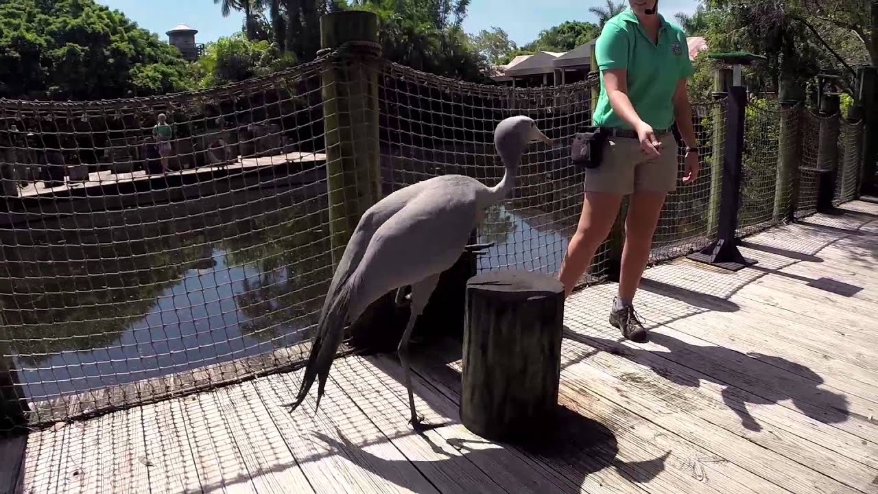 Animal Experience Encounters teaser intro PB ZOO