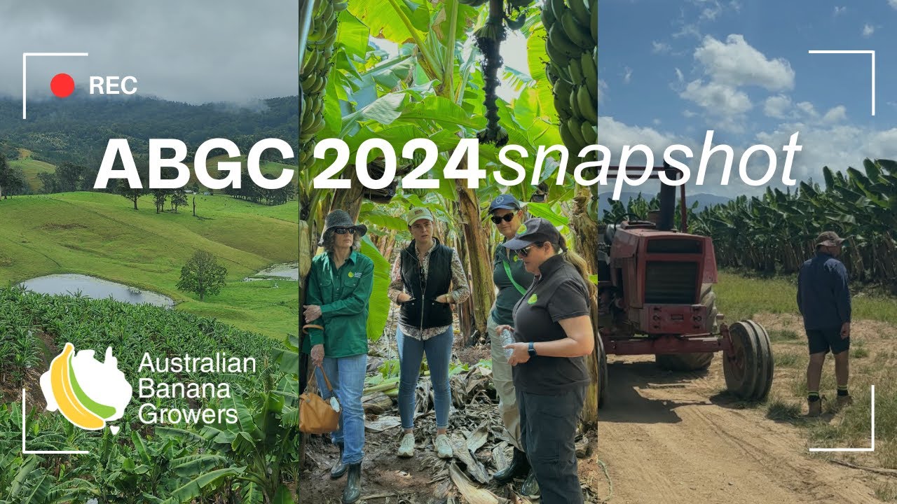 2024 wrap - Australian Banana Growers