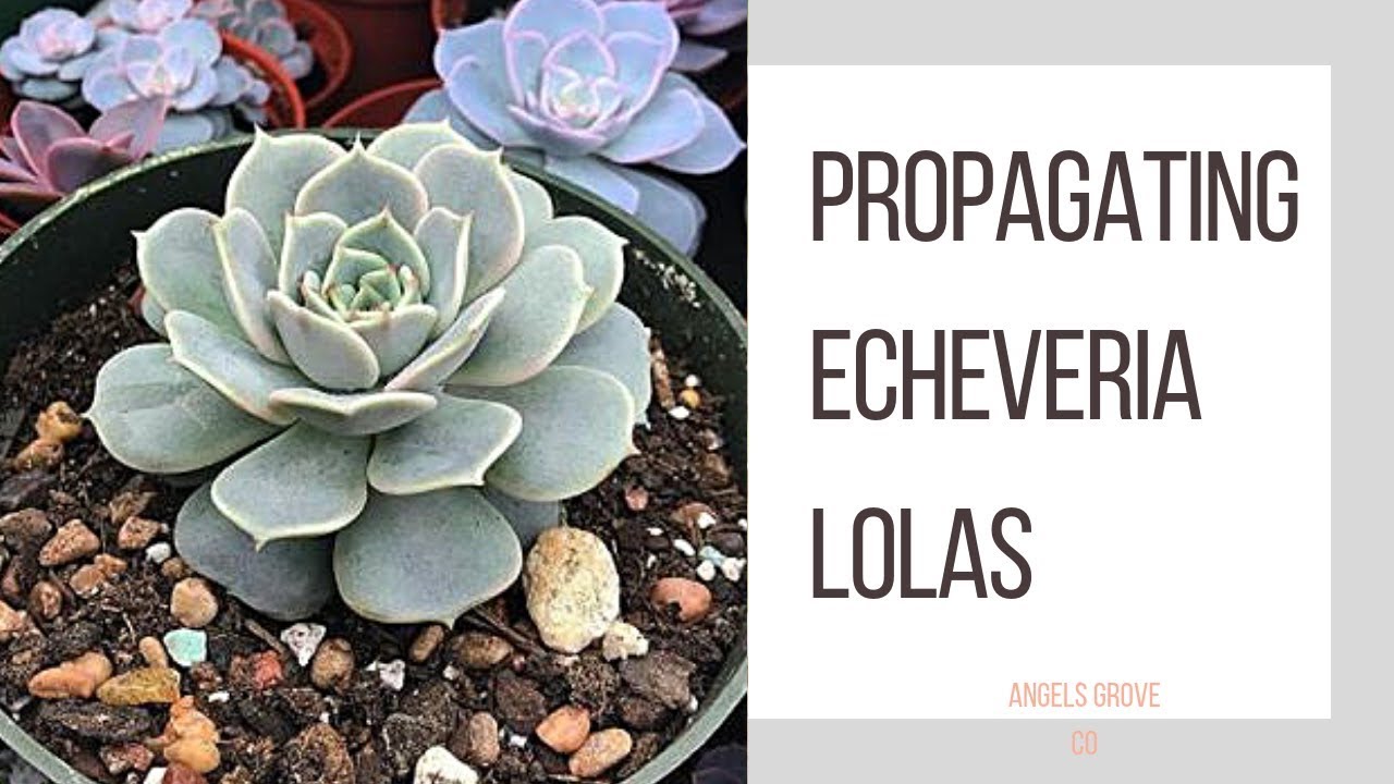 Propagating Echeveria Lolas ~ My Favorite Succulent! // Angels Grove Co