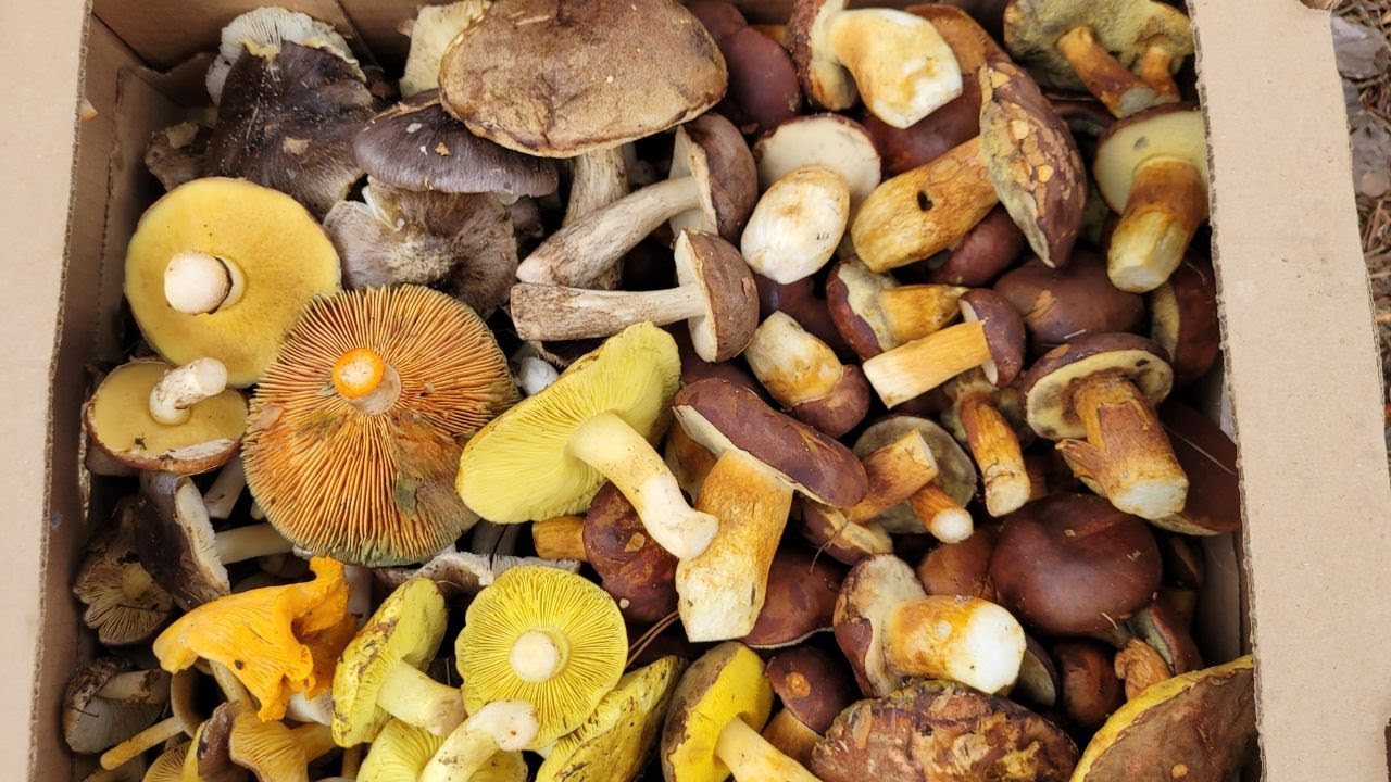 KOLEJNE GRZYBOBRANIE PO NOCNEJ ZMIANIE 30.10.25
