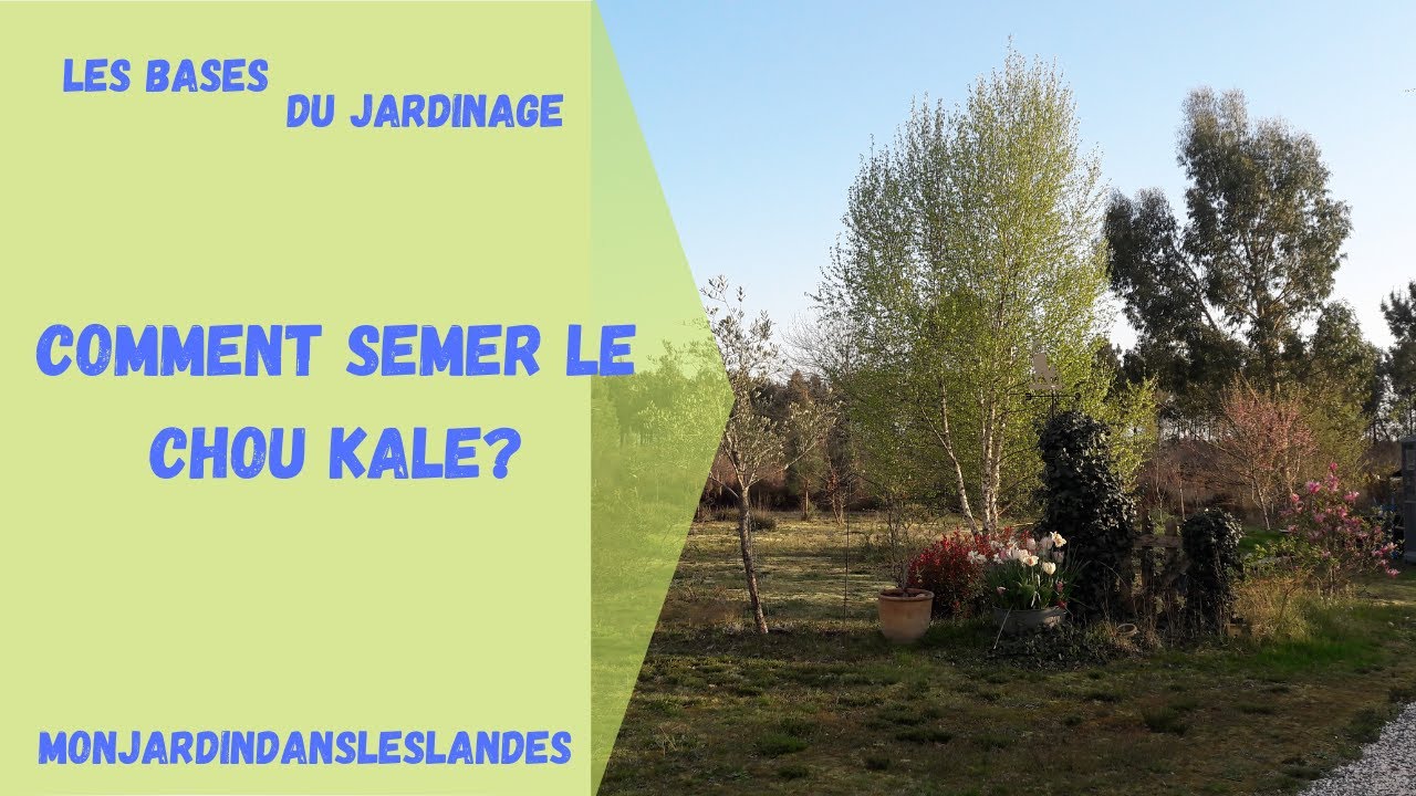 Comment semer le chou Kale ? - Monjardindansleslandes