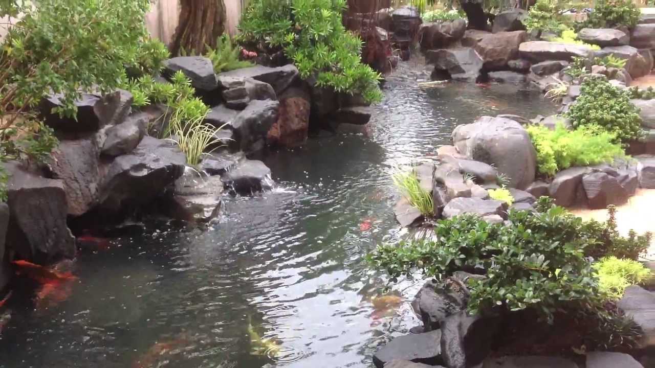 THẢ CÁ HỒ KOI NHÀ ANH NAM TX BÌNH LONG NGÀY 21.4.2013