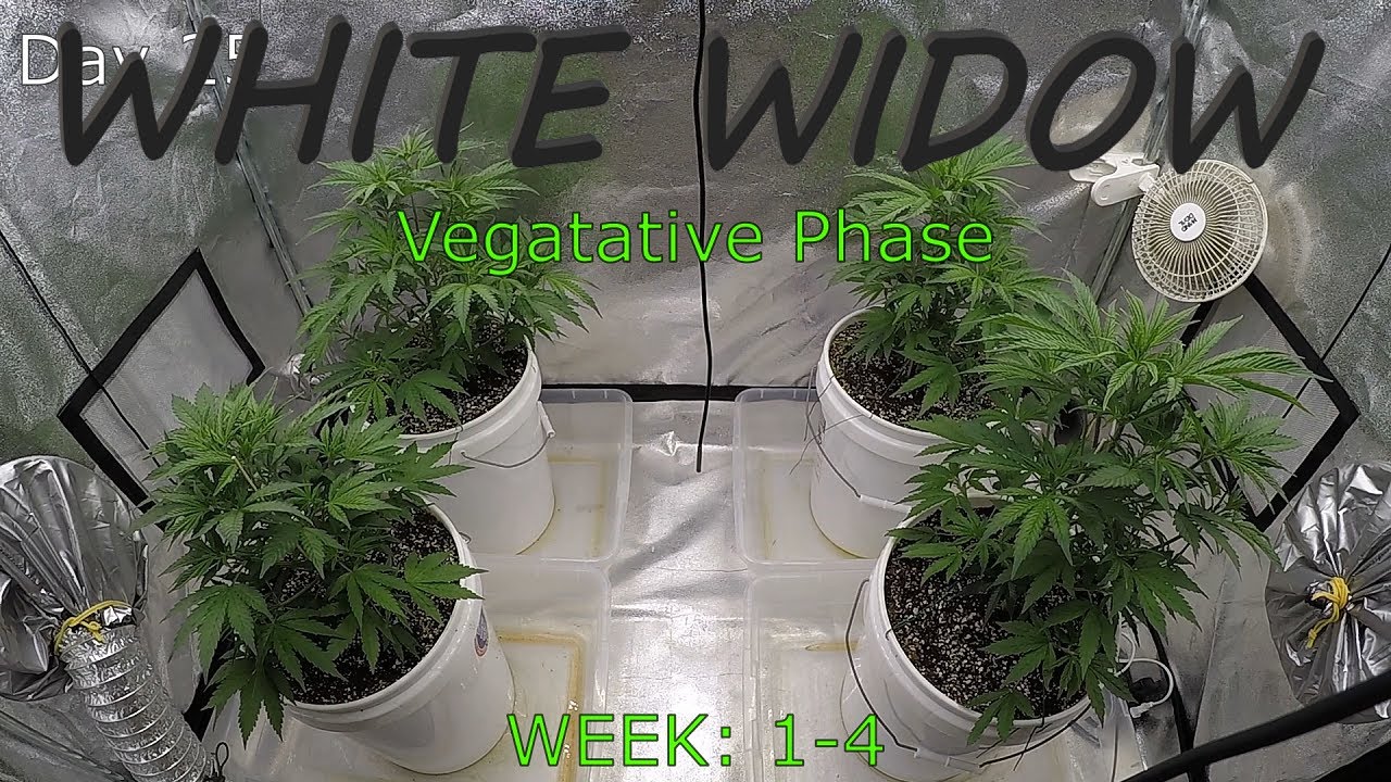 White Widow - Seed to Harvest TIME-LAPSE (EP3)