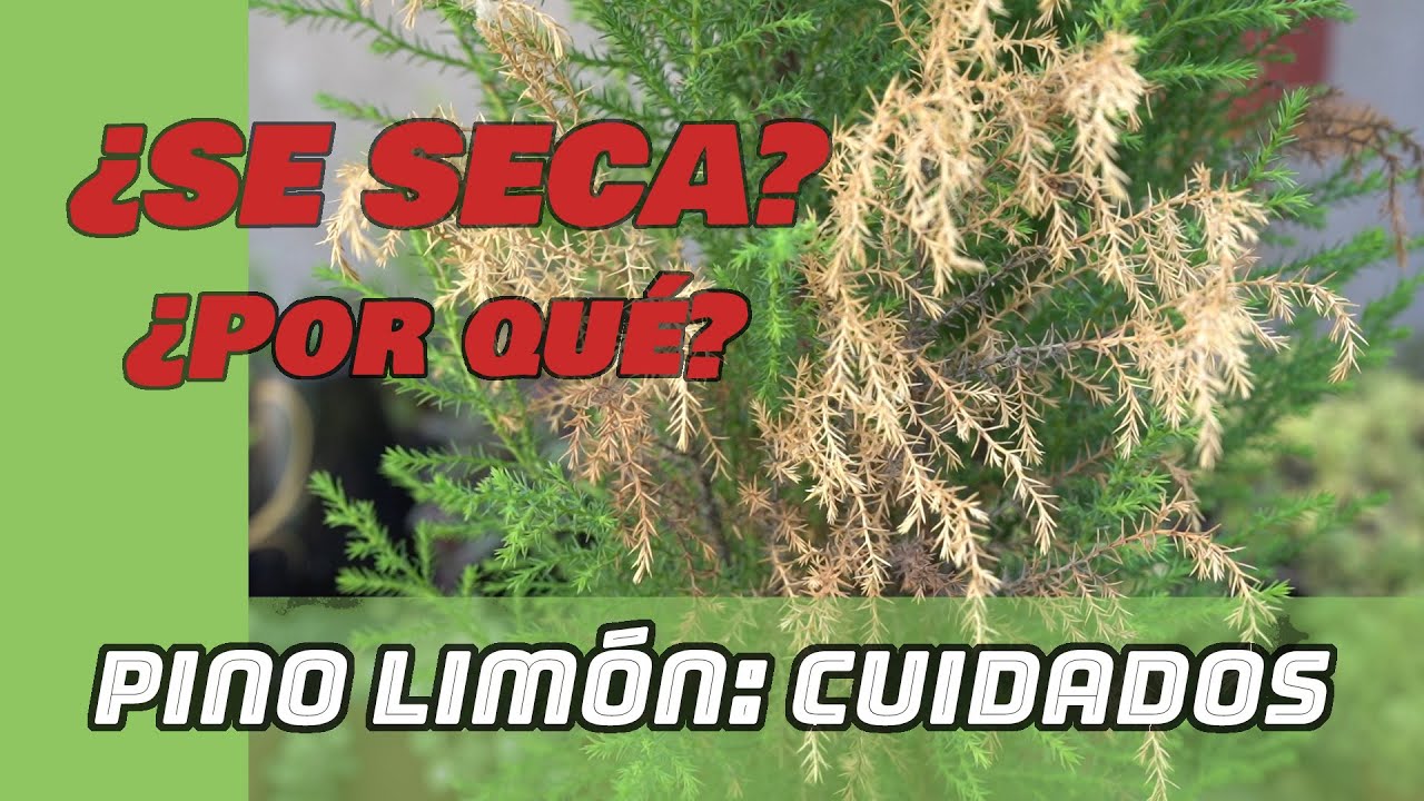 Cómo cuidar el PINO LIMÓN, CEDRO LIMÓN o simplemente PINITO LIMÓN (3 CLAVES para que no se SEQUE)