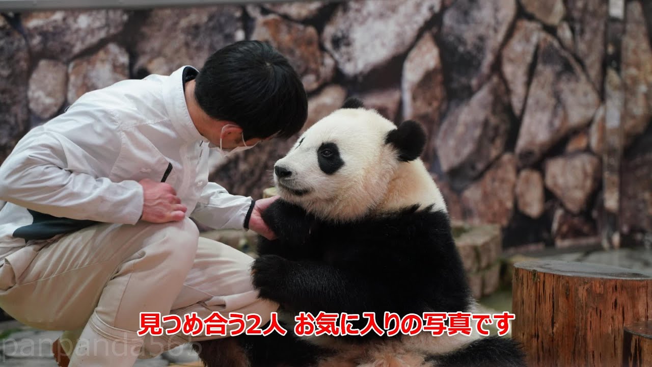【楓浜】飼育員さんとのひととき【パンダ】 #2022