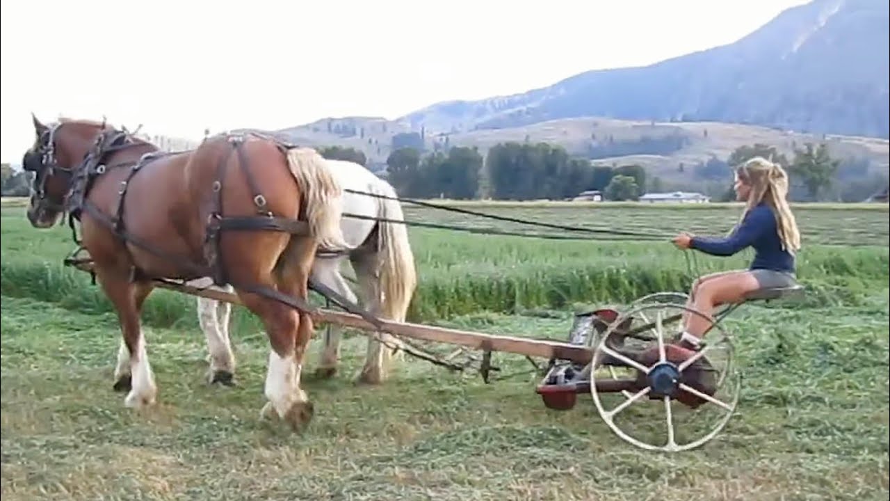 Horse work around the world: a video compilation