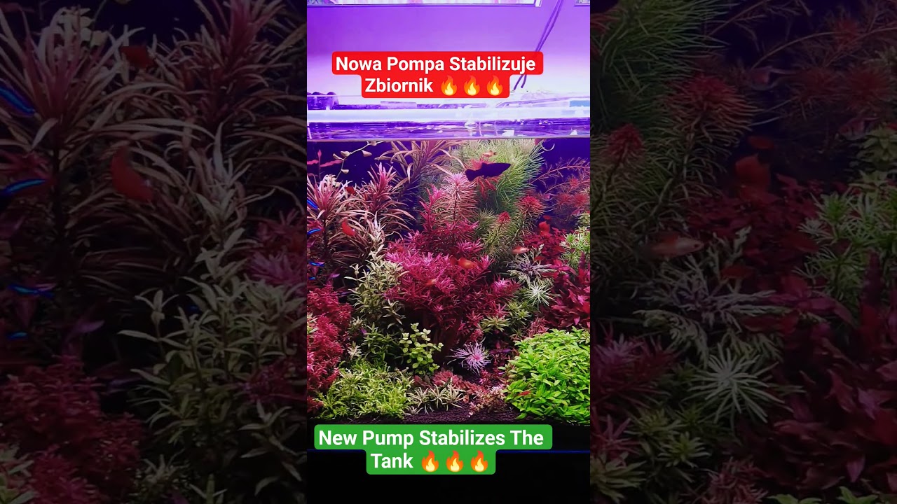 Co daje pompa nawozowa w akwarium? #aquarium #akwariumroslinne #plantedtank #chihiros