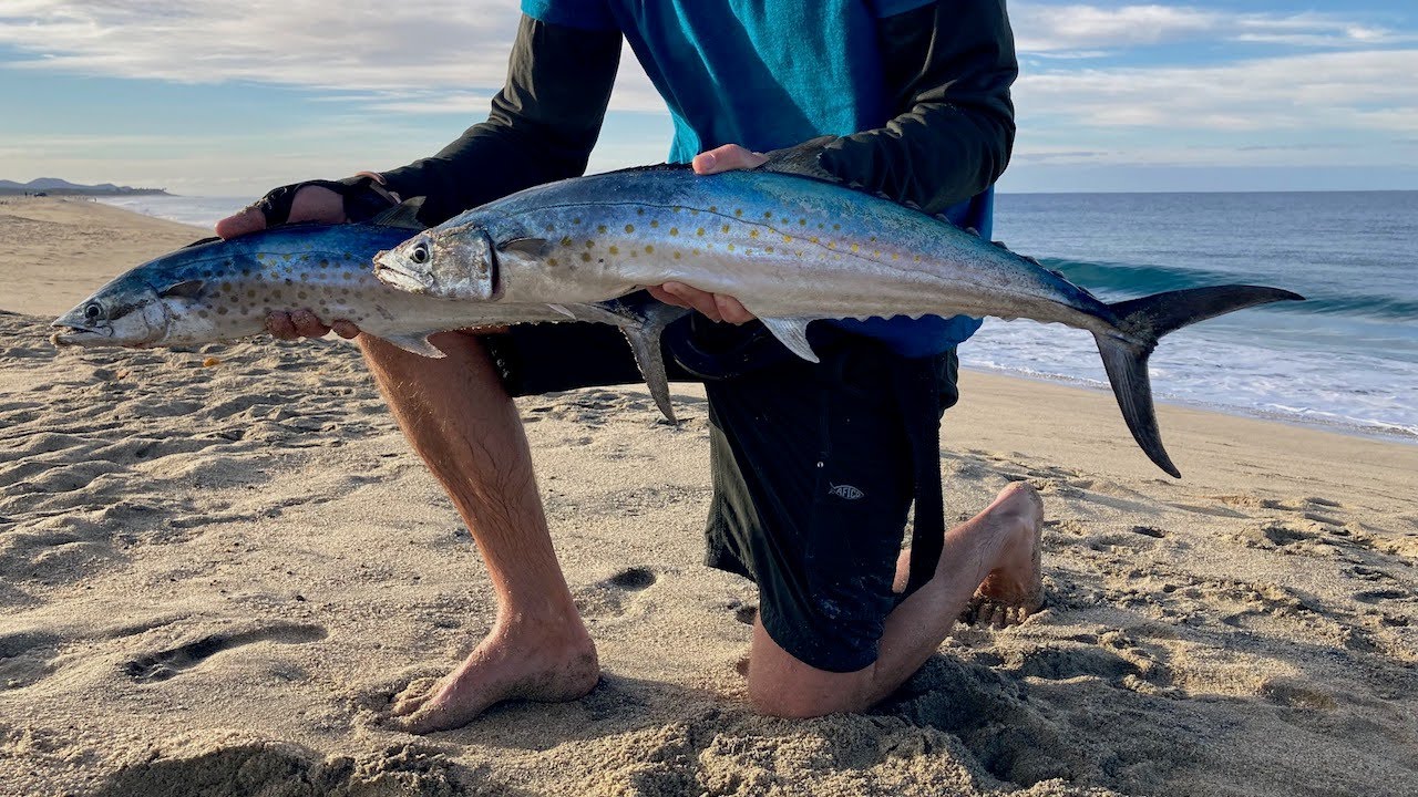 EPIC SIERRA MACKEREL BITE