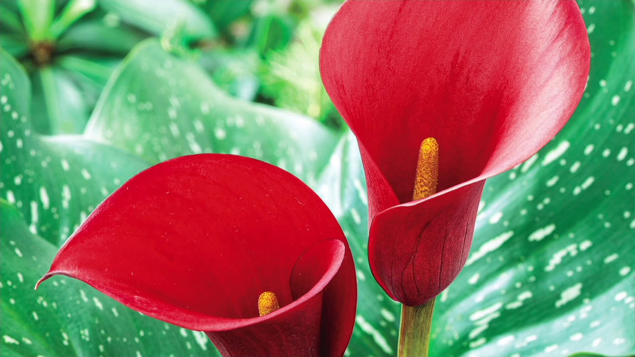 Barbara King 3-Piece Red Alert Calla Lily on QVC