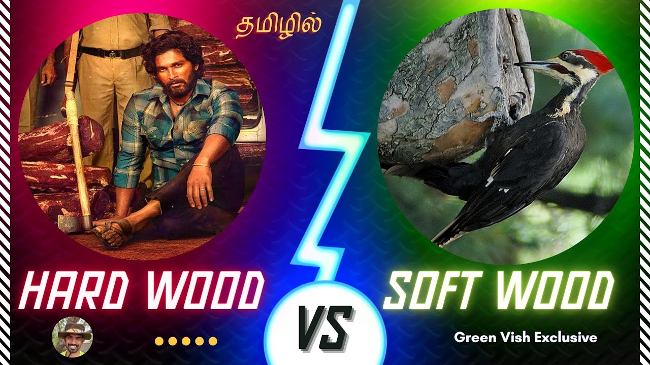 Hard Wood Vs Soft Wood in Tamil I Green Vish I Tamil