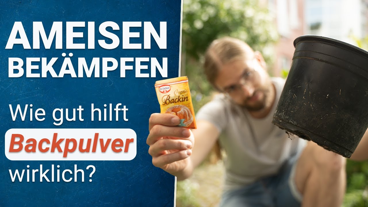 Ameisen im Garten erfolgreich bekämpfen  🐜❌ Das hilft wirklich!