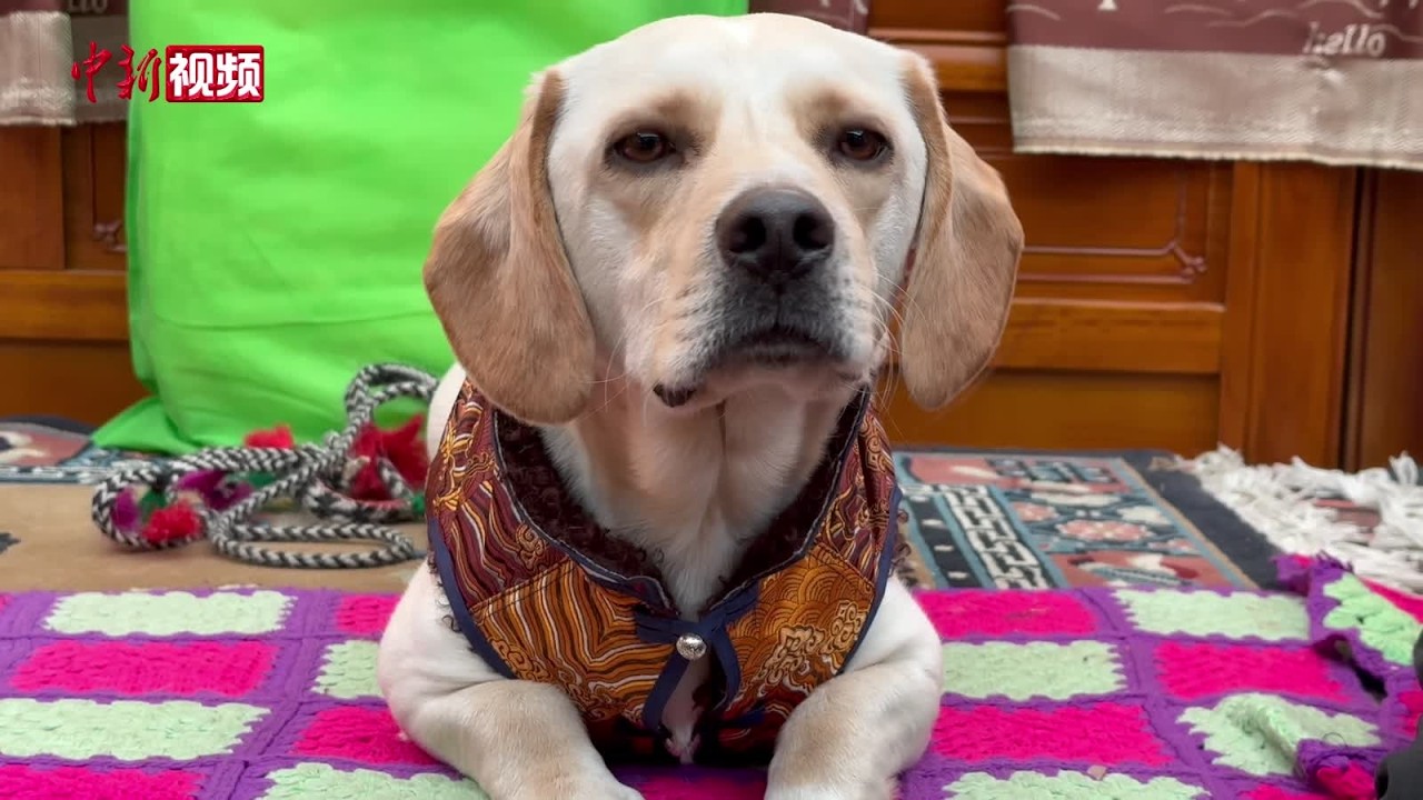 藏装走进萌宠世界！传统手艺“裁”出新年仪式感