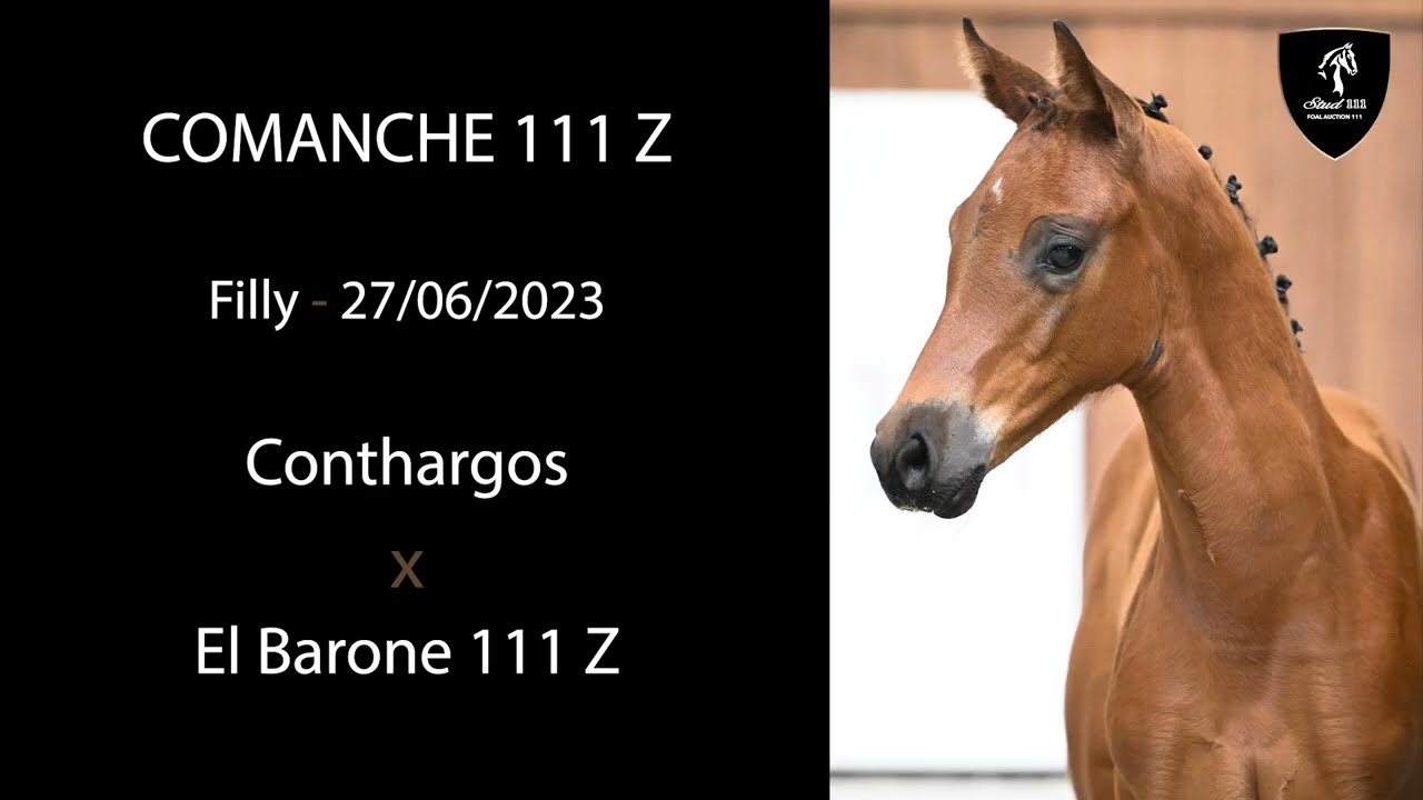 NR 27 - COMANCHE 111 Z (Conthargos x El Barone 111 Z)