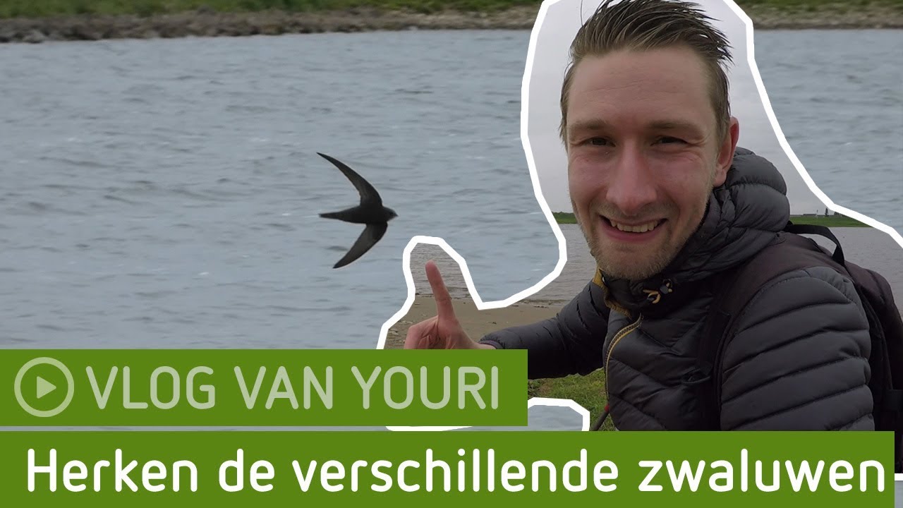 Herken de verschillende zwaluwen | Blauwe Kamer