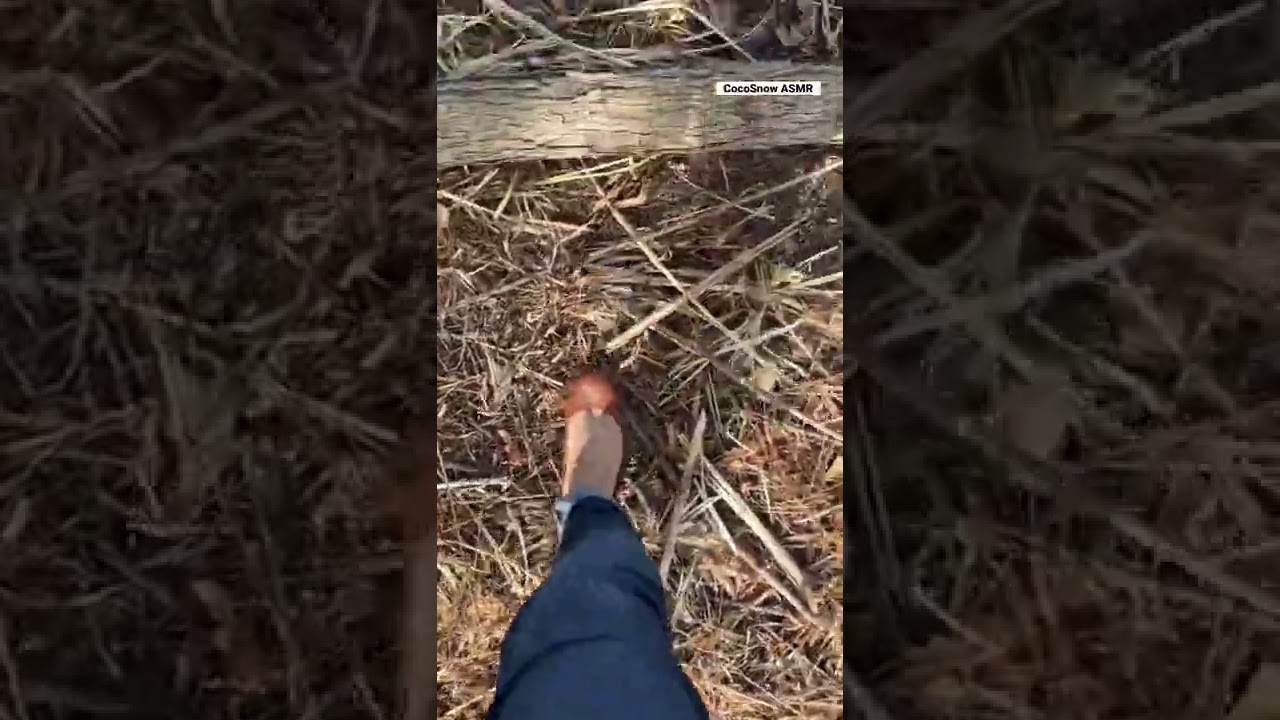 Walking on dry leaves n straws| crunchy leaves ASMR #asmr #shorts #dryleaves