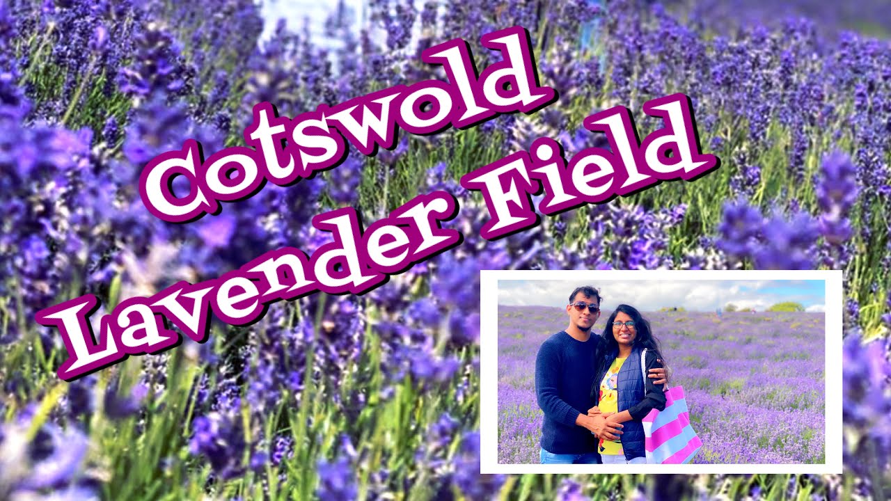 UK Lavender Garden// A day in Cotswold Lavender Field