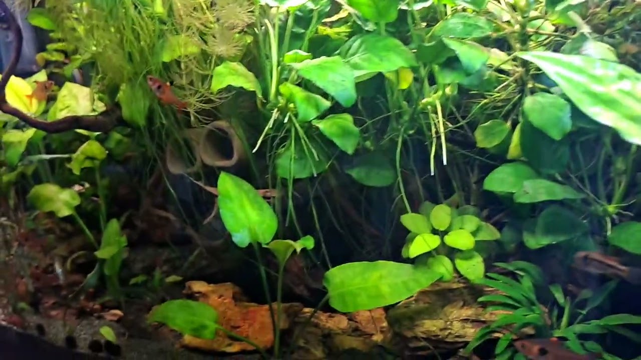 Akwaria 80 ,25, 112, 32 litry  #akwarystyka #hobby #fishtank 