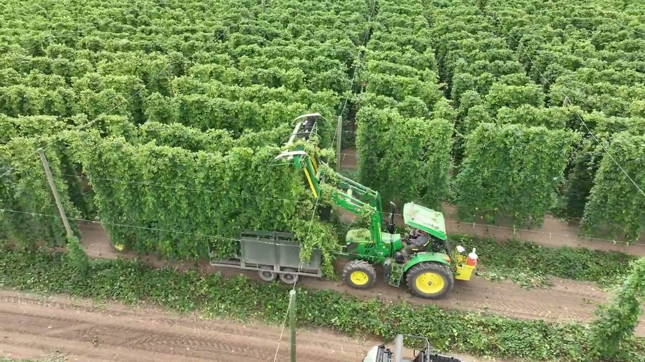 Hop Harvest