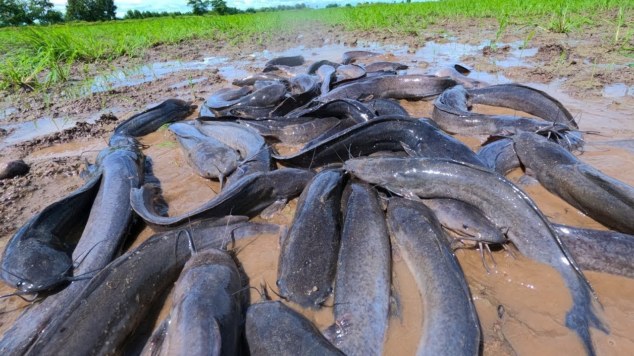 INSANE Catfish Harvest in Muddy Field 😱 Thousands Everywhere!