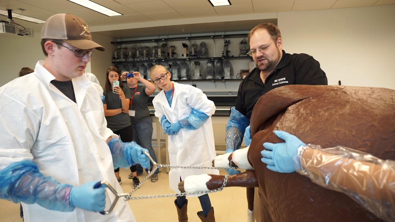 Calf Birthing Demo