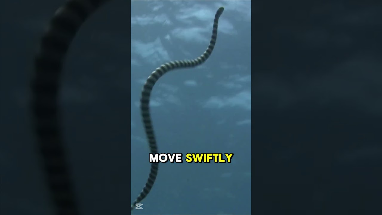 The Mysterious Sea Snake 