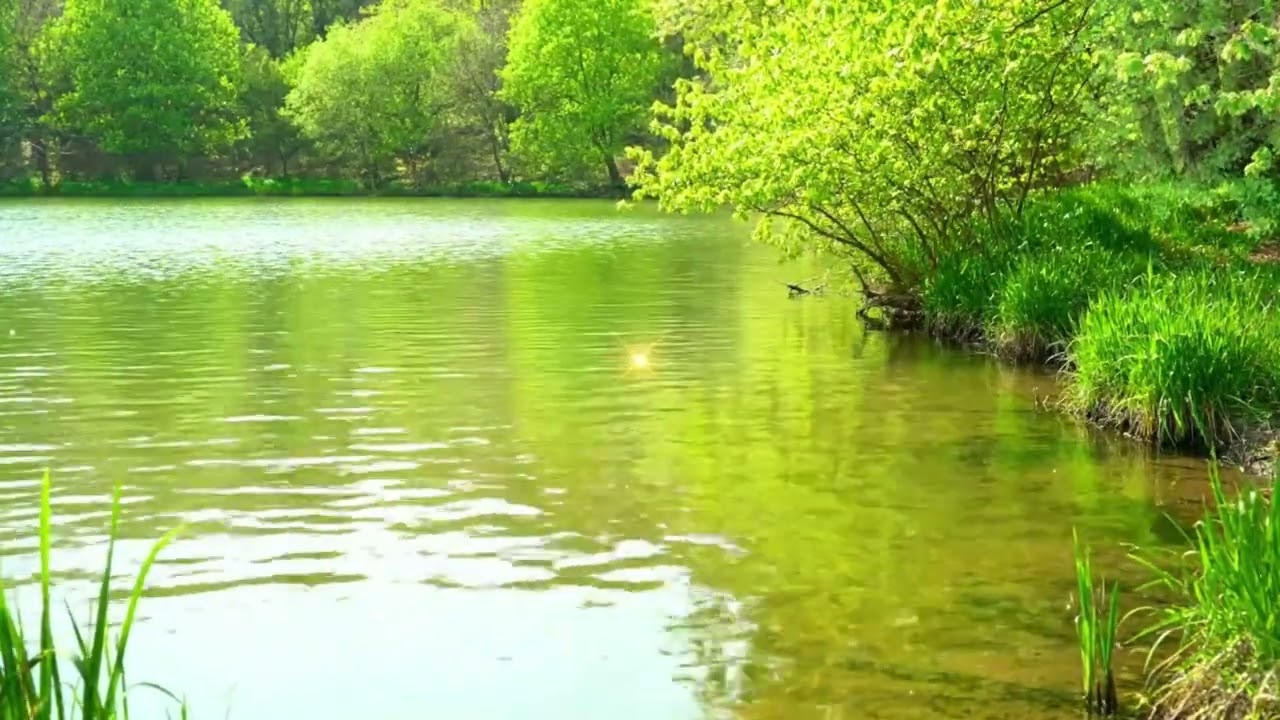 Deep Rest Piano & Flowing River Sounds 🌿Jungle Bird Sounds Ambience for Sleep, Study & Meditation