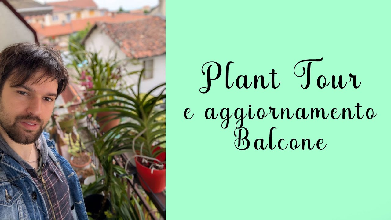 🪴PLANT TOUR: Aggiornamento vanda, i cymbidium e le piante grasse dopo le grandinate e il freddo