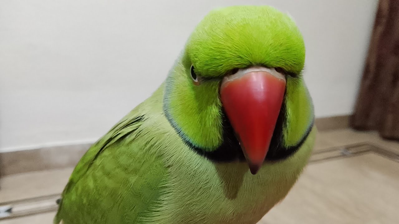 Ringneck Indian Parrot talking🦜🦜🦜
